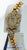 DeLaneau Les Delicates 18k Watch